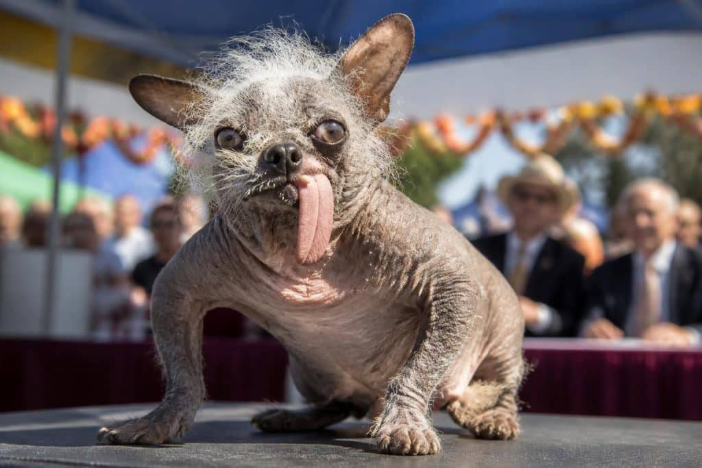 découvrez l'histoire fascinante et les records du concours annuel du chien le plus laid au monde, un événement unique célébrant la beauté atypique de nos compagnons à quatre pattes.